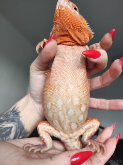 3x Agama vousatá, 3x terárium, 3x box s Blaptica dubia - 18