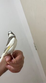 Nabízím kanáři 5/12/2025 - 18