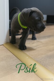 🐾 Americký stafordšírský teriér – modrá štěňátka - 18