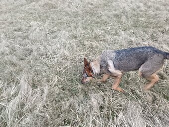 Daruji fenku německý ovčák kříženka - 18