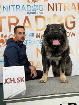 Kavkazský pastevecký pes - 18