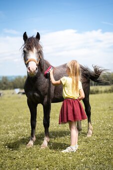 Český sportovní pony valach - 18