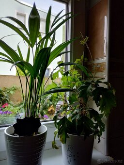 Pokojové rostliny - 18