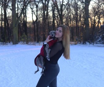Nádherný pes Whippeta/Vipeta s průkazem původu - 18