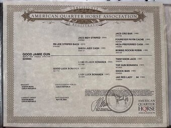 Prodám valacha American quarter horse - 18