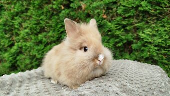 Zakrslý králík, králíček -(lvíček)-TESSIE - 18