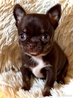 Čivava štěňátka krátkosrstá - 18