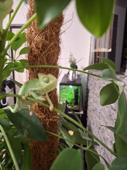 chameleon jemenský - 18