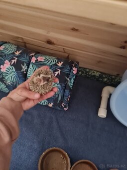 Jezek belobrichy - 18