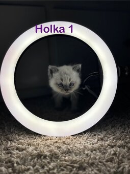 Britská koťata. - 18