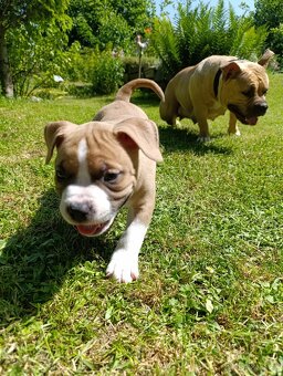 American Bully - (mini)Pocket s PP (AKBC), - 18