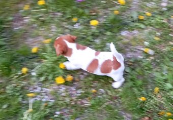 Jack russell terier krásný pejsek - 18