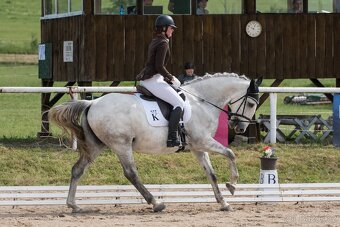 Starokladrubský valach na prodej - 18