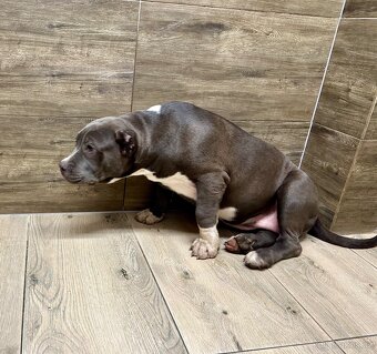 American bully XL - 18