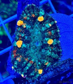 Morske koraly - Nova ponúka - 18