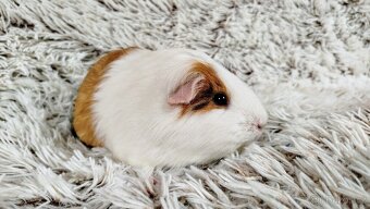 Morče, Morčátko, Morčátka, Morčata - BETTY - 18