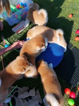 Akita inu - 18