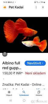Guppy farma Senohraby - 18