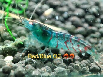 TOP PREMIUM Akva Krevetky Caridina a Neocardina - Odchovy - 18