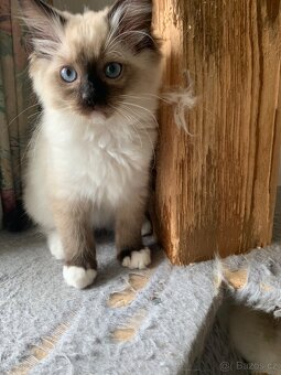 ❤️❤️Ragdoll s PP kočičky - 18