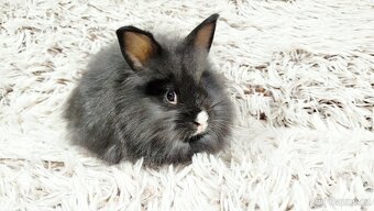 Zakrslý králík, králíček - HOLLY - 18