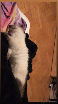 Hledám dočasnou péči pro Ragdoll kočičku - 18