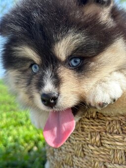 Pomsky / Pomeranian / Husky - 18