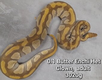 Krajta královská subadult a adult - 18