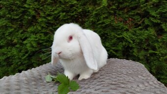 Zakrslý beránek, králíček, králík - WILLIAM - 18
