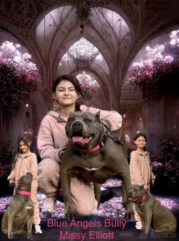 American Bully XL / XXL - 18