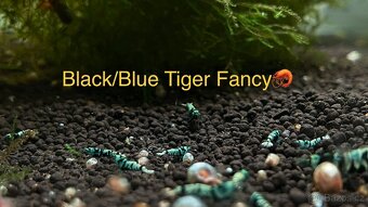 TOP AKVA KREVETKY PREMIUM Caridina a Neocaridina - Odchovy - 18