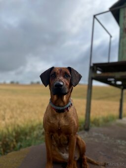 Bavorský barvář - 18