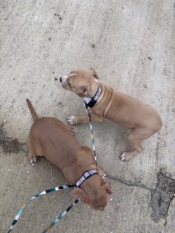 Americký stafordsirsky terier, Stafford, amstaf - 18