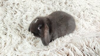 Zakrslý beránek, králíček, králík- DENIS - 18