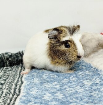 Morče, Morčata, Morčátko, Morčátka - SAMIČKY - 18