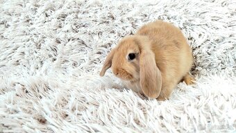 Zakrslý beránek, králíček, králík - JAYDEN - 18