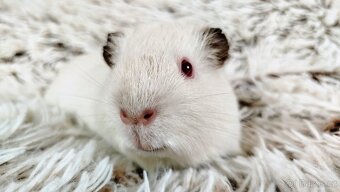 Morče, Morčátka, Morčata - VILÍK a TOMÍK - 18