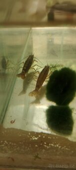 Axolotl mexický - 18