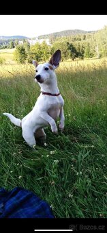 Štěnata Jack Russel Teriér - 18