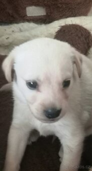 Štěňata labradora kříženci - 18