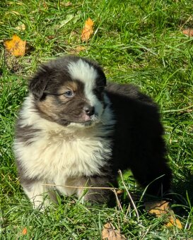 Australský ovčák, štěňata s PP FCI - 18