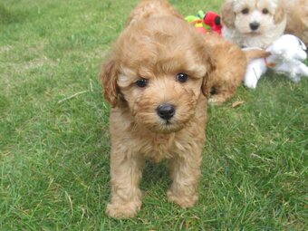 Maltipoo štěňátka - 18