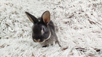 Zakrslý králík, králíček- (REX) DAISY - 18