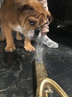 Anglický bulldog s PP na KRYTIE, Buldok, Buldog - 18