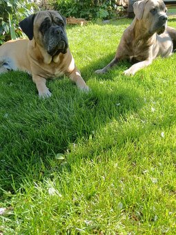 Cane Corso štěňata - 18