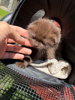 Scottish Fold - 18