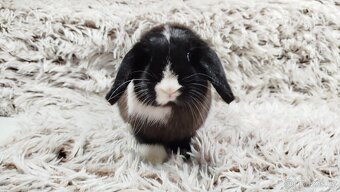 Zakrslý beránek, králíček, králík - 18