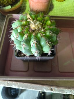 Kaktusy a sukulenty - 18