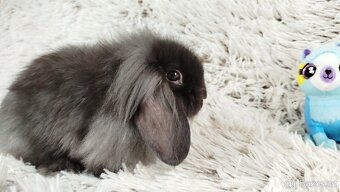 Zakrslý beránek, králíček, králík-MATTY A MENY - 18