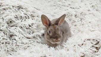Zakrslý beránek,králíček,králík -(REX)-DIANA - 18